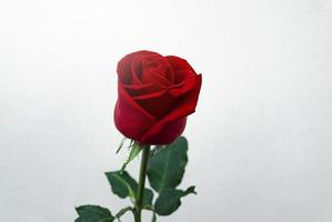Single red rose on white background photo