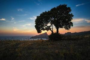 Silhouette photo of tree 