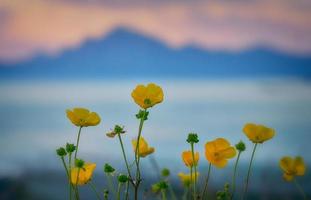 Selective focus photography of buttercup flowers photo