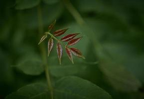 Brown and green plant  photo