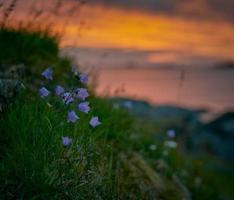 Selective focus photography of purple petaled flowers photo