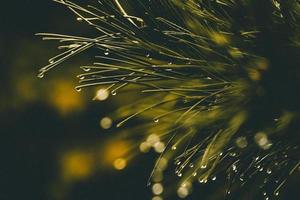 agujas de pino y lluvia foto