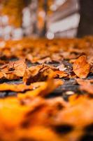 Brown dried leaves photo