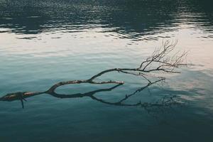 Rama de árbol desnudo en cuerpo de agua foto