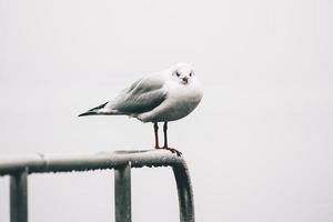 Gaviota blanca sobre baranda metálica foto