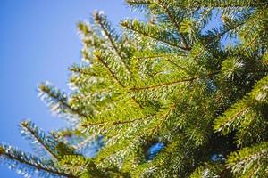 Green leafed tree photo