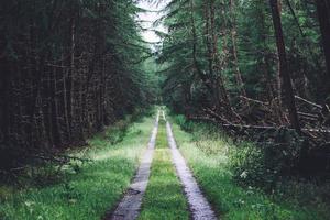 Grass road between forest trees photo