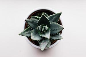 Green cactus on white background photo