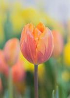 primer plano, de, un, colorido, tulipán foto