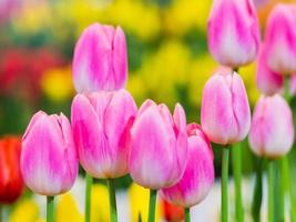 Pink tulips in bloom photo