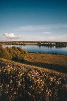 Wild flower field near body of water photo