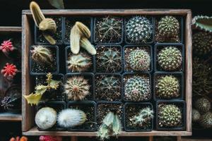 una caja llena de cactus verdes foto