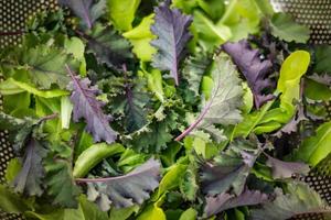 Fresh green lettuces photo