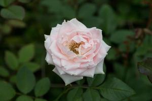 rosa rosa en un jardín foto