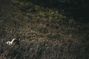 Animal covered by grass  photo