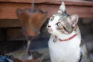 Thai cat in outdoor garden photo