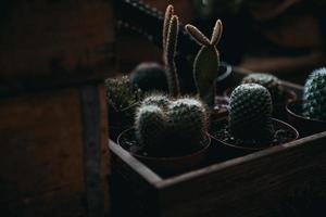 plantas de cactus verde foto