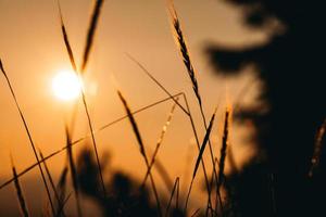 Brown wheat during golden hour photo