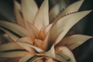 Fotografía de enfoque superficial de planta blanca foto