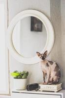 gato sphynx junto al espejo foto