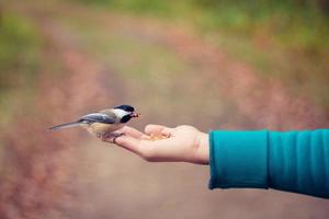 Bird eating out of hand photo