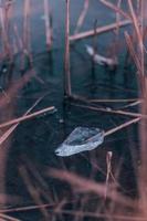 A chunk of ice framed by wheat grass photo