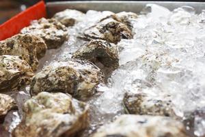 Oysters on ice photo