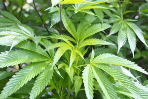Marijuana ( cannabis),growing hemp plant photo