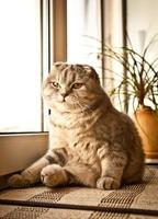 Scottish Fold Cat photo
