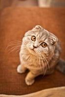 Scottish Fold Cat photo
