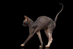 Sphynx Cat Funny Standing Isolated on Black Mirror photo