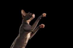 Sphynx Cat Reaching Paw on Black photo