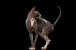Sphynx Cat Funny Standing and Looking Back Isolated on Black photo