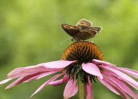 Gatekeeper butterfly on top of a coneflower photo