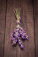 Bunch of lavender photo