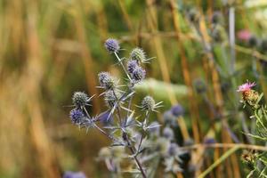 flat sea holly on a meadow photo