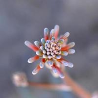 Aloe Vera flower photo