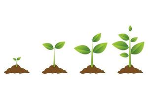 Growing plant process vector