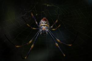 araña marrón en tela de araña foto