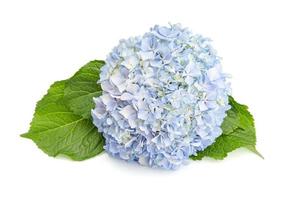 Hydrangea and leaves isolated on white background photo