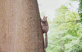 Brown squirrel on a tree photo