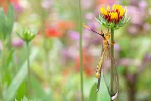 Libélula amarilla donde se posan sobre una flor foto