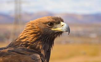 brown eagle in close-up photography photo