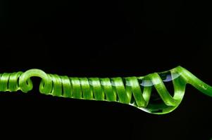 Green spiraled stem with water photo