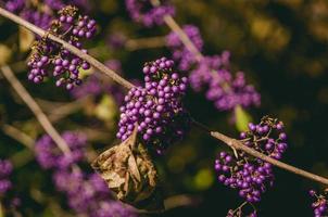 Close-up of purple cluster flowers photo