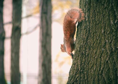 Brown squirrel on a tree photo