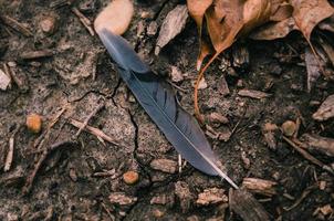 Black feather surrounded by dried leaves photo