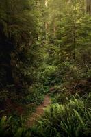 Wooden pathway in the middle of green trees photo