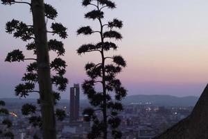 Silhouette of trees photo