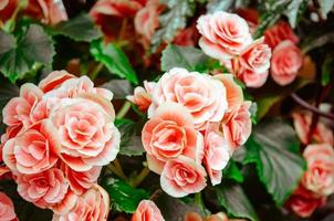 flores de pétalos de rosa foto